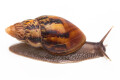 Lissachatina zanzibarica semiadult, 7cm